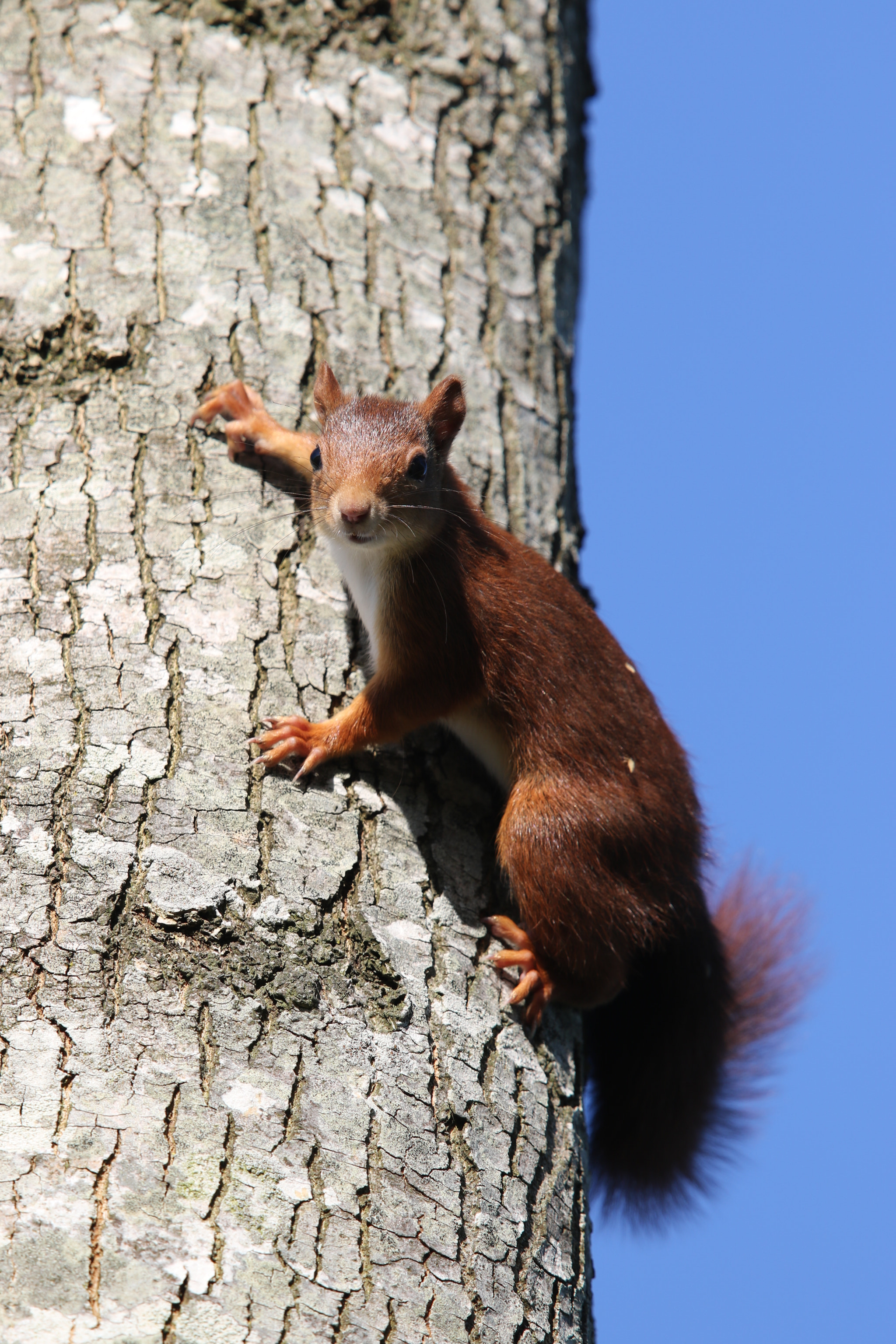 Canon EOS 7D Mark II + Canon EF 400mm F2.8L IS II USM sample photo. Squirrel photography