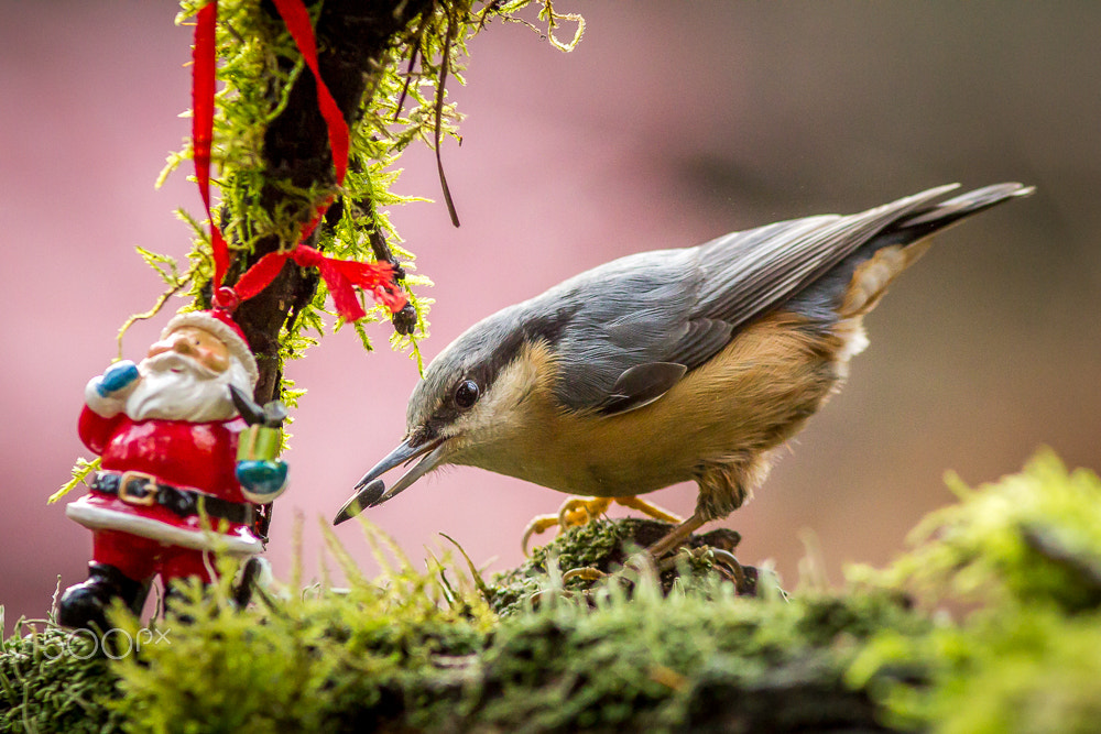 Canon EOS 60D + Canon EF 300mm F4L IS USM sample photo. Merry christmas photography