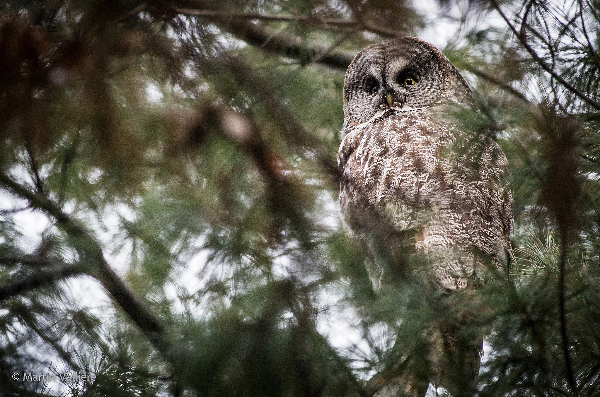 Pentax smc DA* 300mm F4.0 ED (IF) SDM sample photo. Great grey owl photography