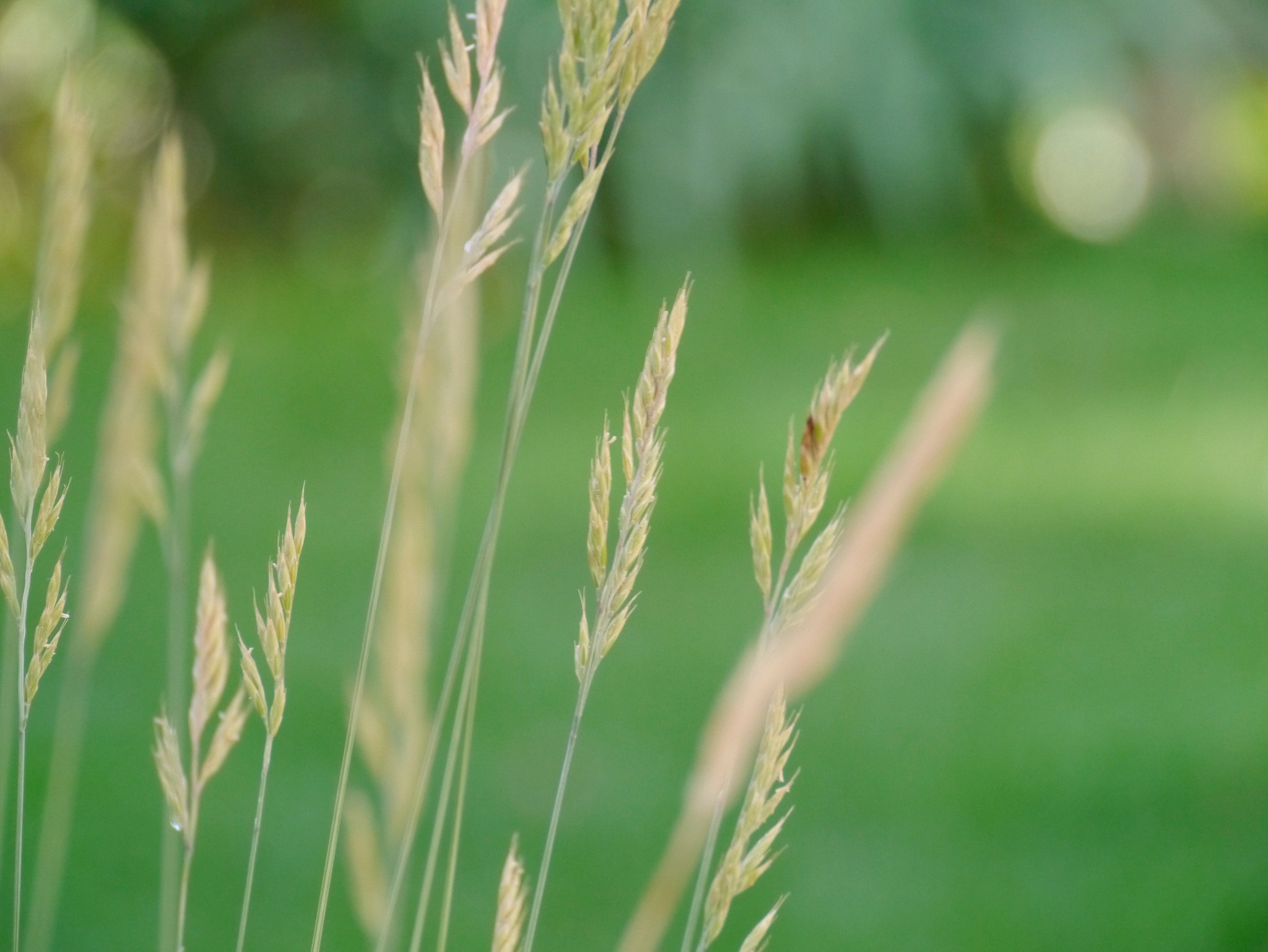 Panasonic Lumix DMC-GX1 sample photo. Quelques brins d'herbe..! photography