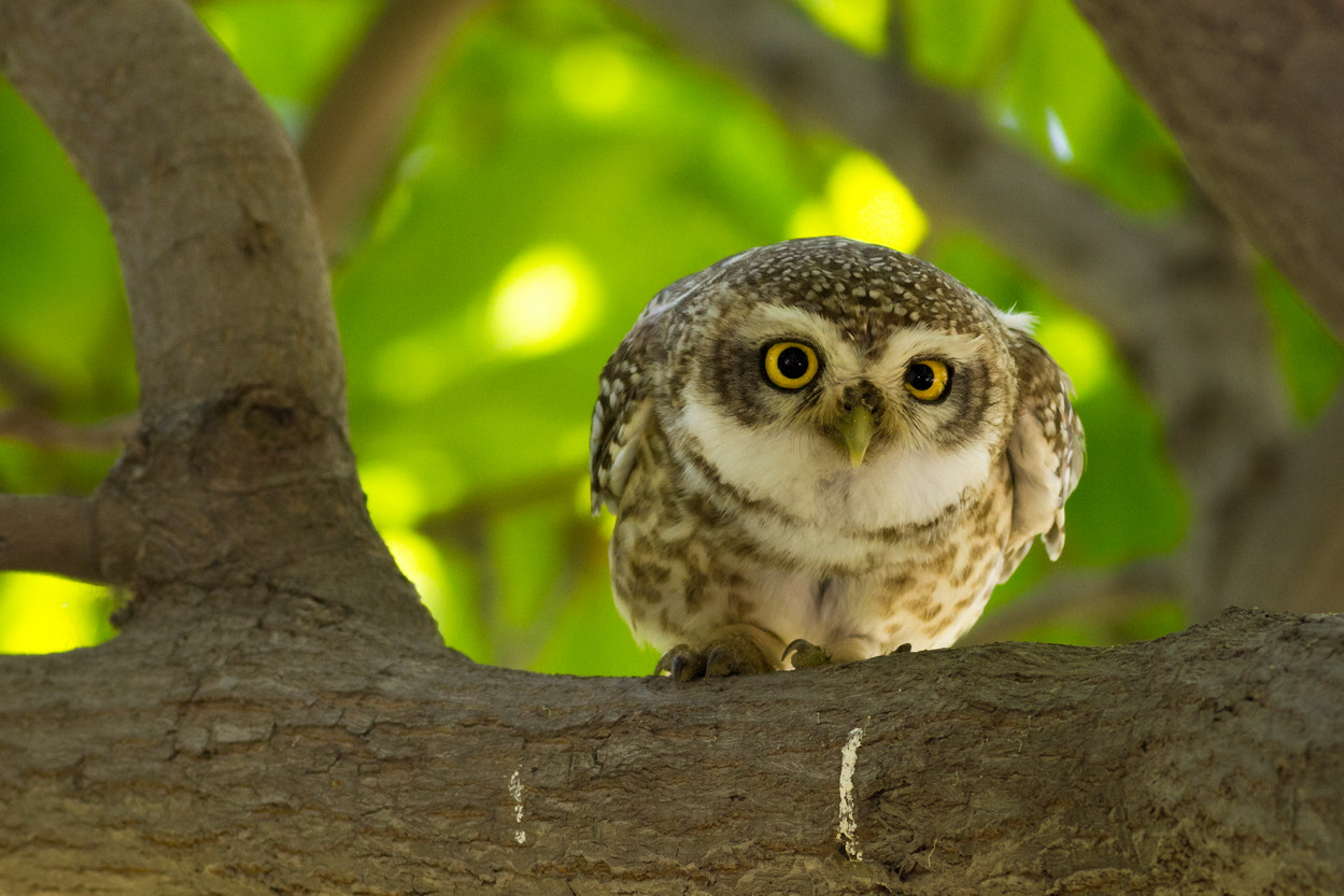 Canon EOS 60D + Canon EF 400mm F5.6L USM sample photo. Spotted owlet photography