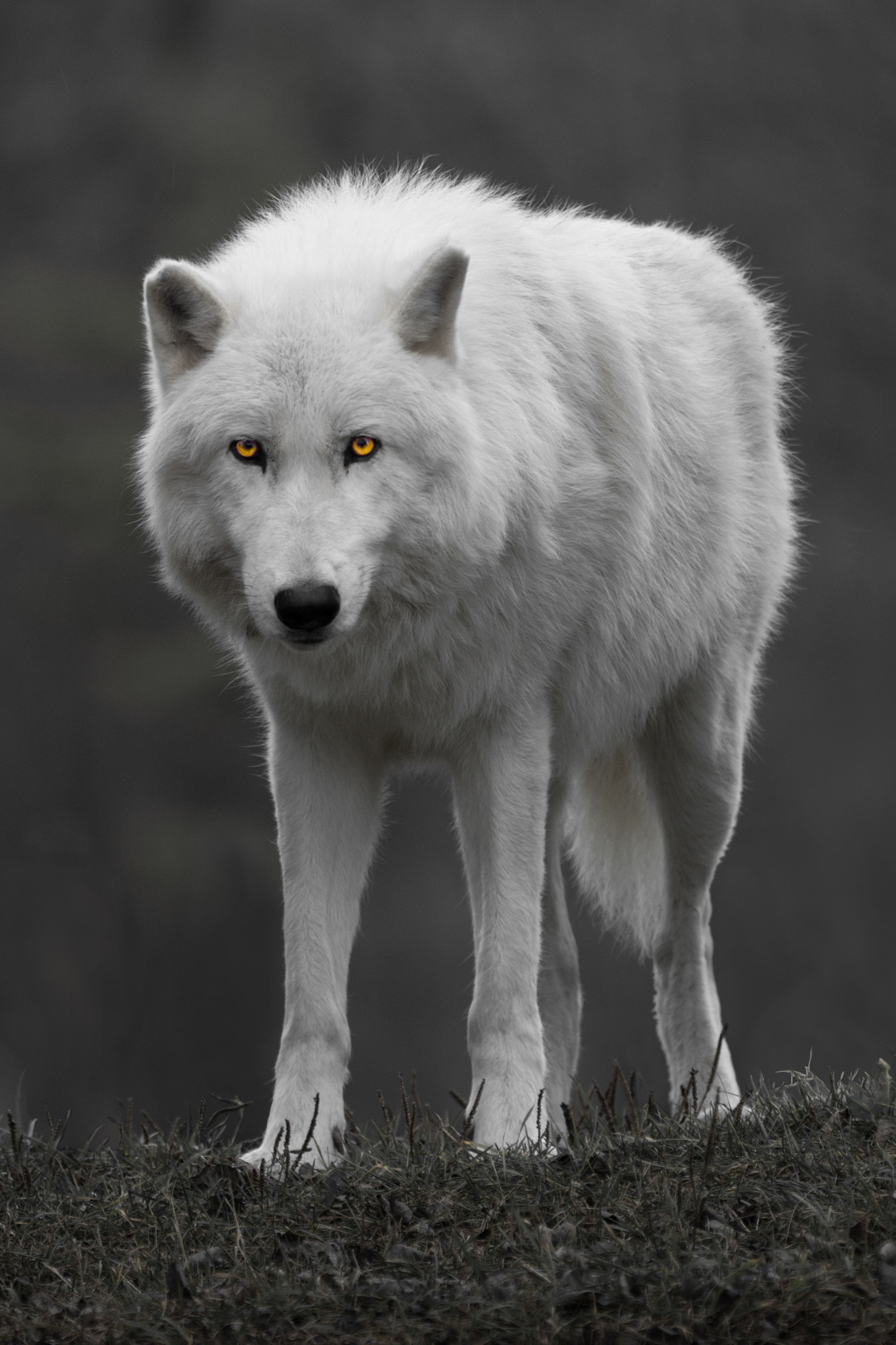 Canon EF 70-200mm F2.8L IS II USM sample photo. Big bad wolf photography