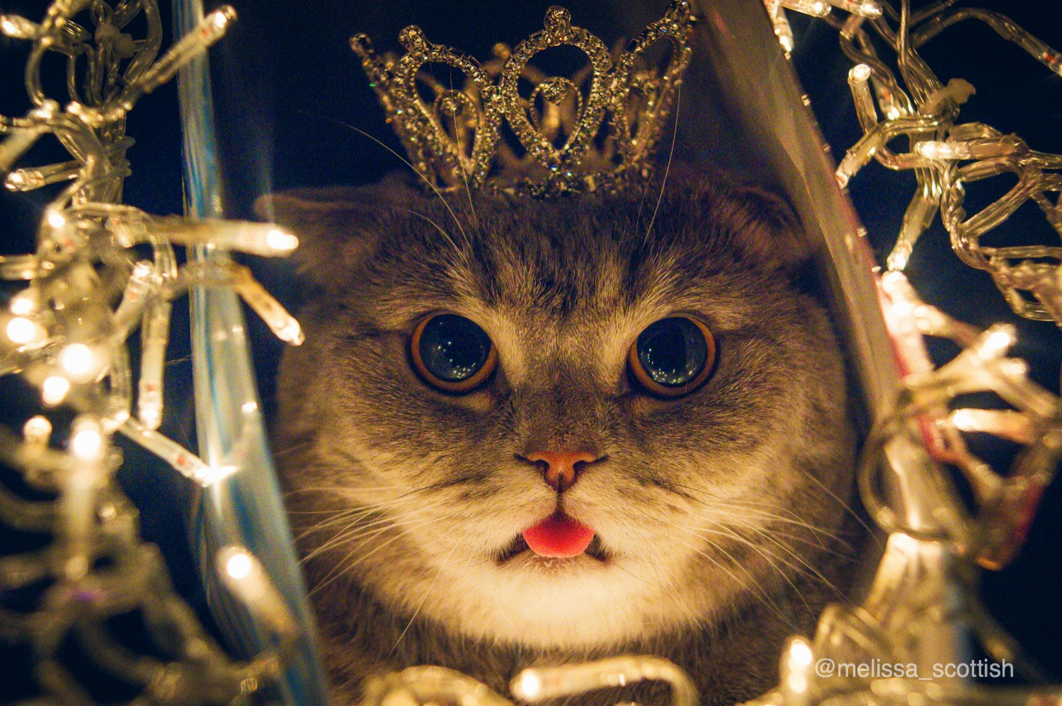 Sony Alpha DSLR-A550 sample photo. The real miss universe! photography