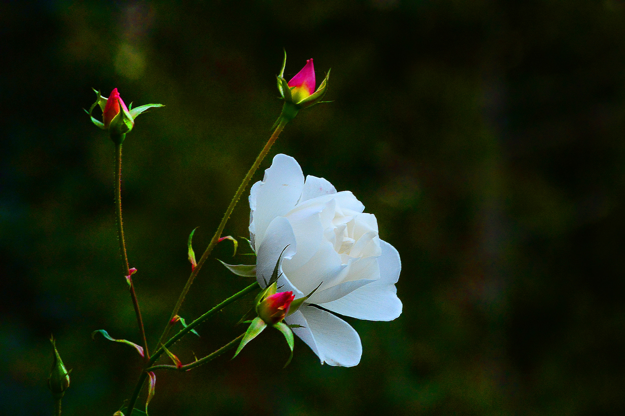 Nikon 1 V2 + VR 55-300mm f/4.5-5.6G sample photo. Winter roses photography