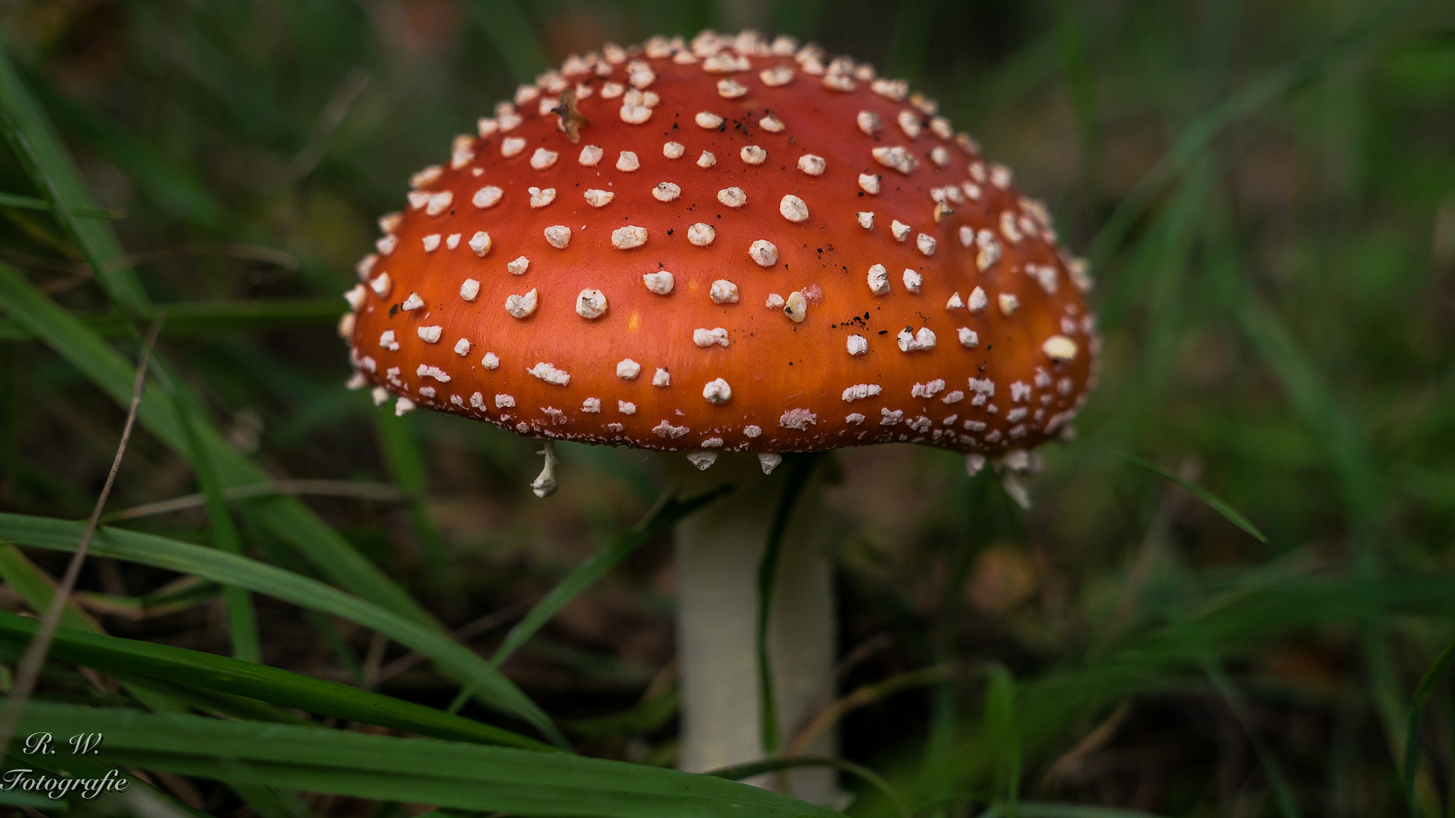 Panasonic Lumix DMC-GM1 sample photo. Fliegenpilz photography