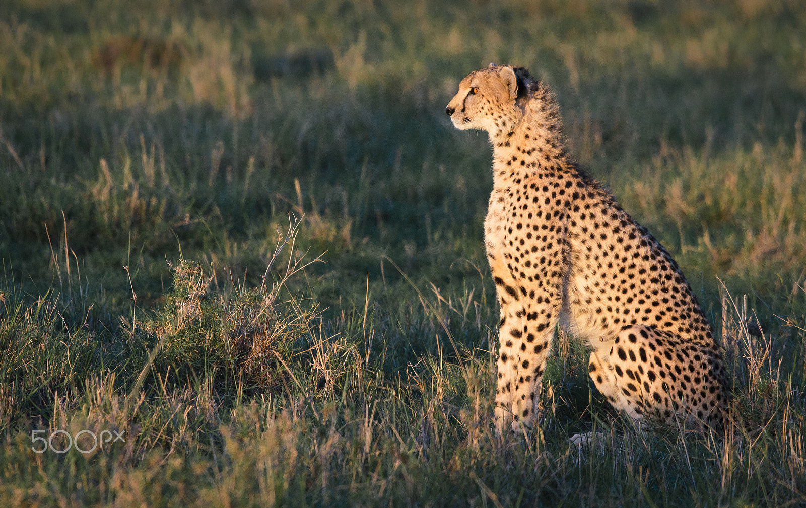 Sigma 150-500mm F5-6.3 DG OS HSM sample photo. Kenya - cheetah iii photography