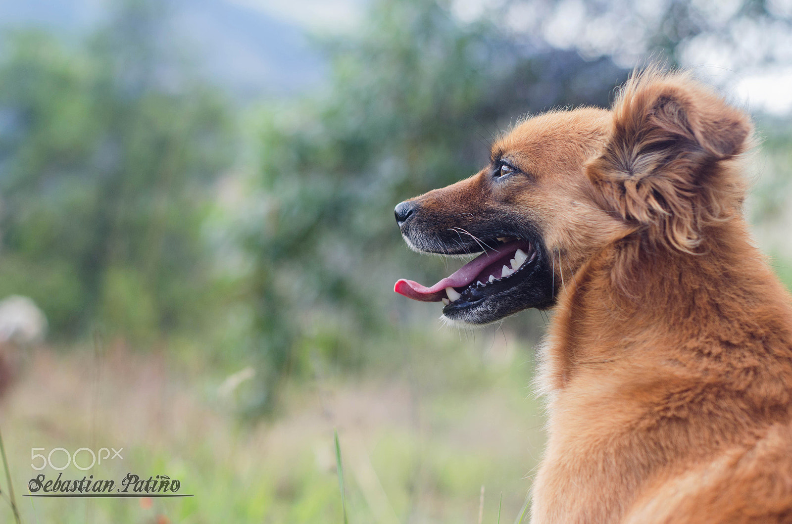 Nikon D5100 + Nikon AF Nikkor 50mm F1.8D sample photo. The dog photography