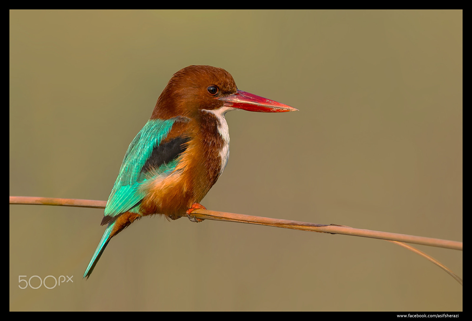 Nikon D4S sample photo. Beauty of the nature photography