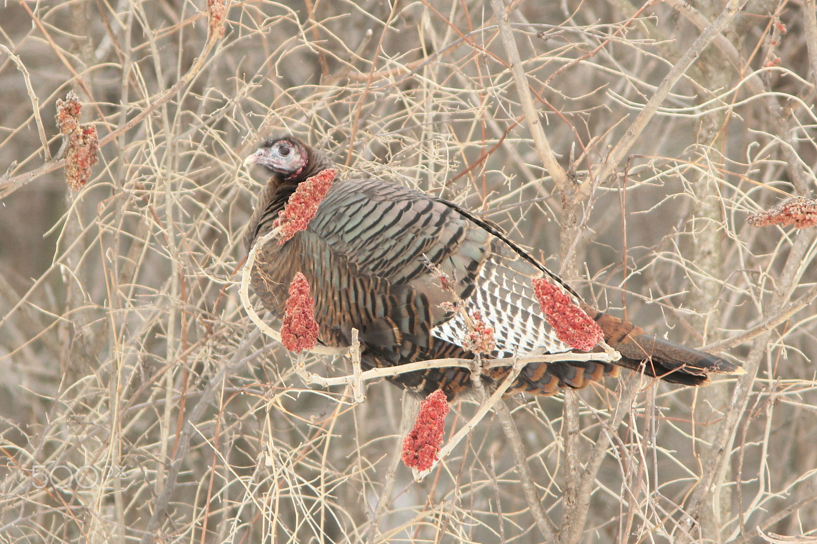 Canon EF 300mm F4L IS USM sample photo. Wild turkey in staghorn sumac photography