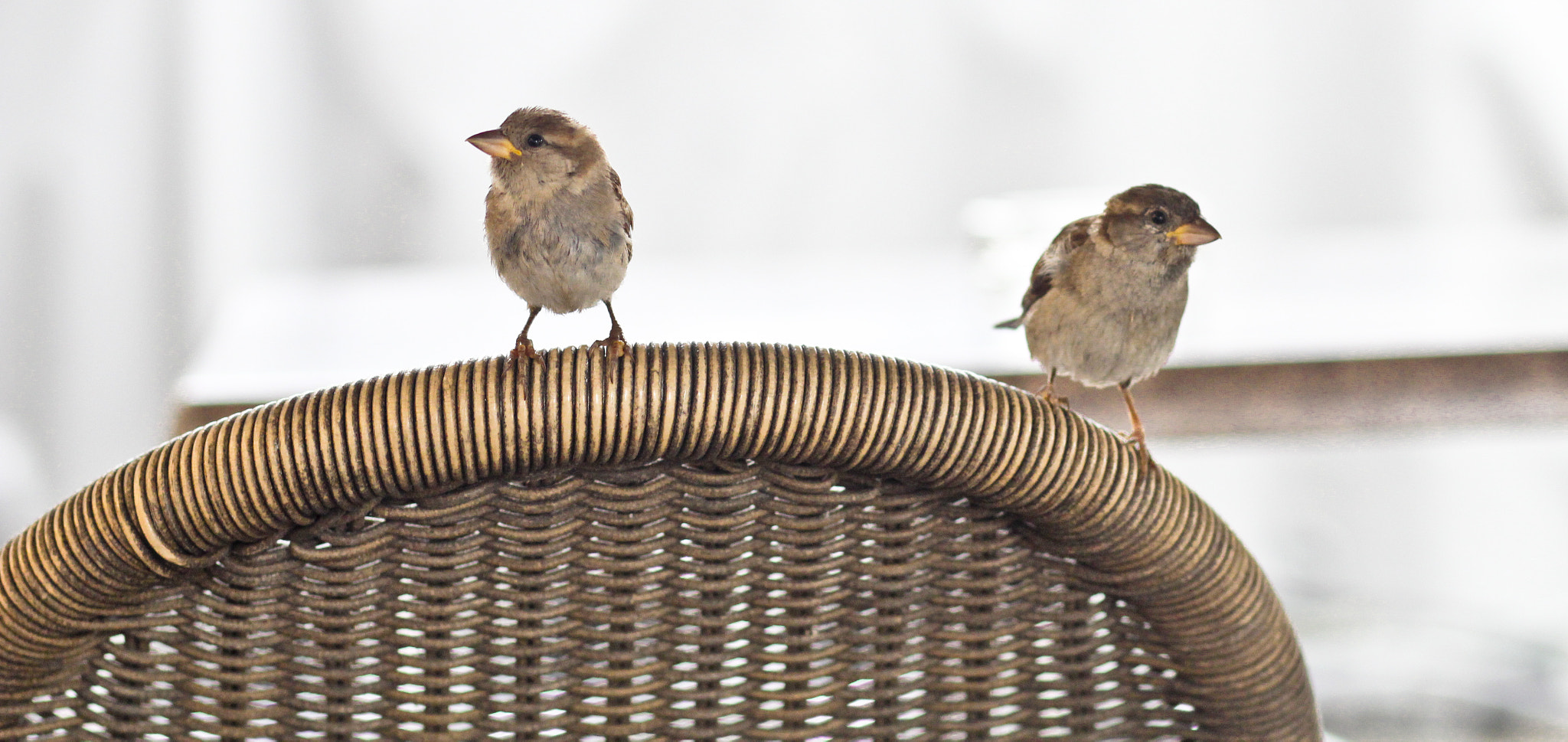 Canon EOS 600D (Rebel EOS T3i / EOS Kiss X5) sample photo. Free as a bird photography