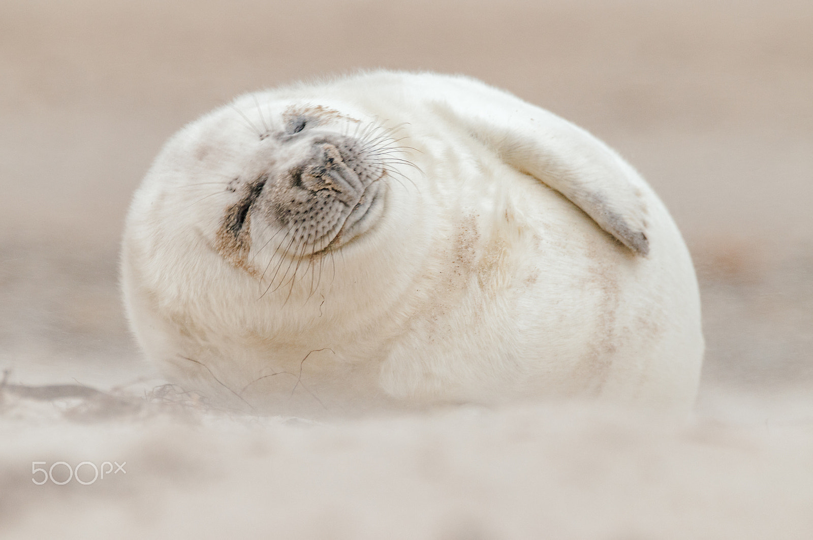 Sigma 120-300mm F2.8 EX DG HSM sample photo. Relaxed photography