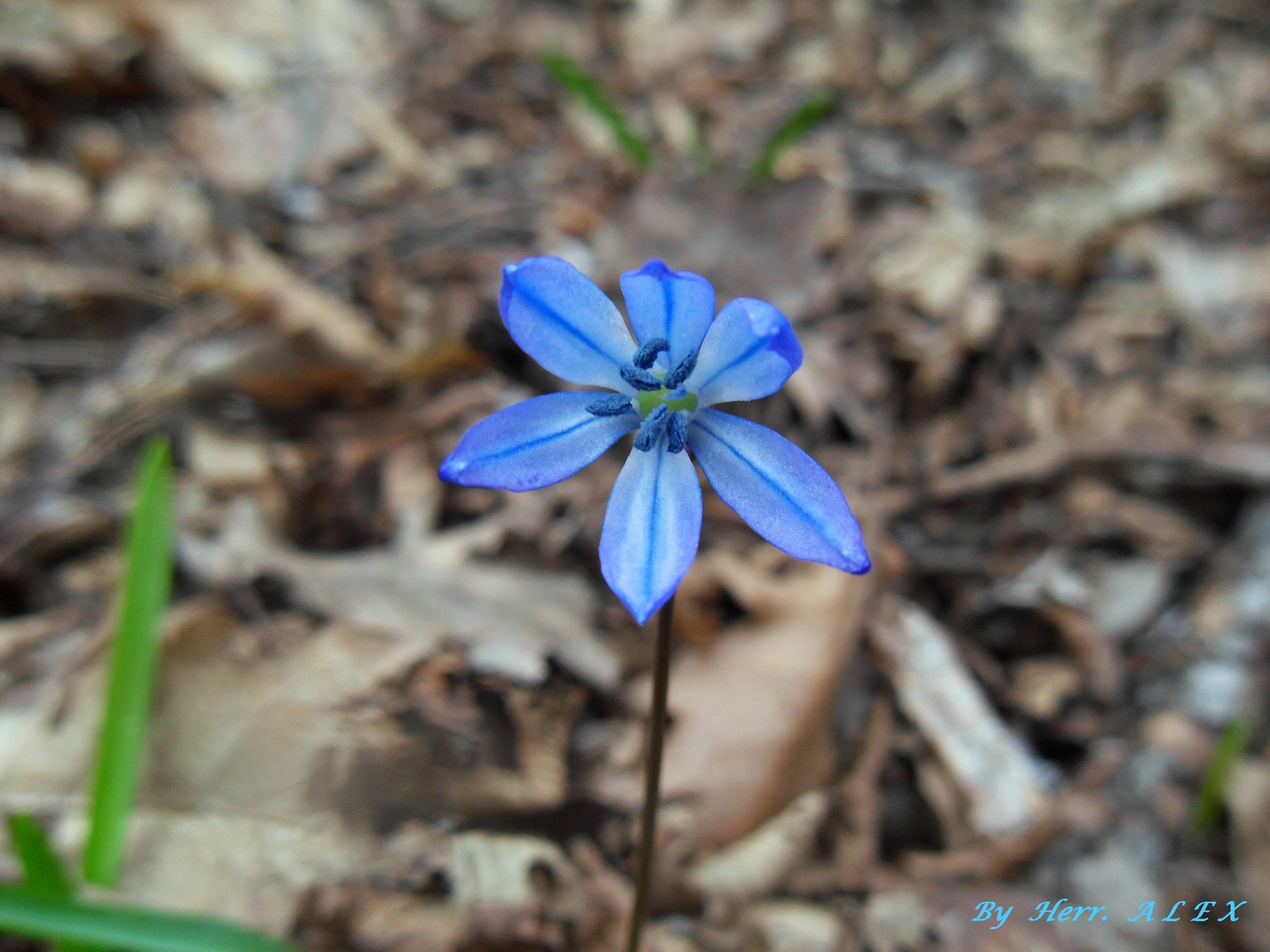 Samsung PL60 / VLUU PL60 /  SL420 sample photo. Shy beauty photography