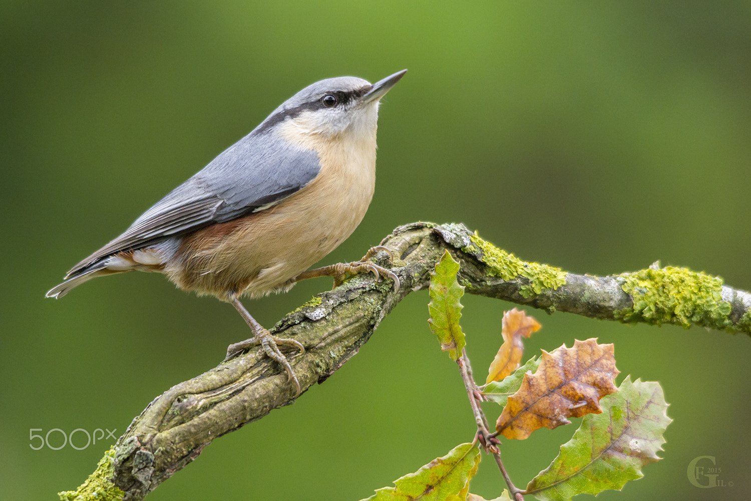 Sigma 150-500mm F5-6.3 DG OS HSM sample photo. Wood nuthatch photography