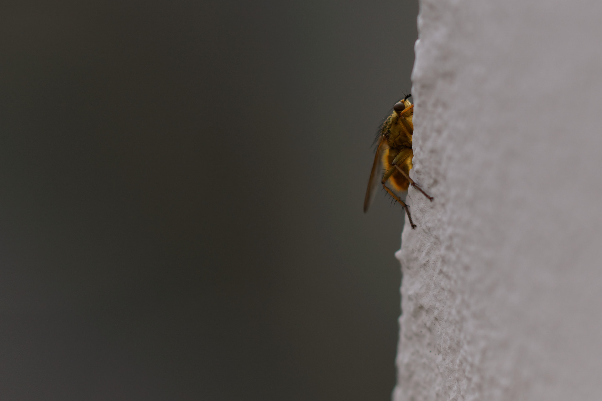 Sony ILCA-77M2 + 90mm F2.8 Macro SSM sample photo. Insecte du soir photography