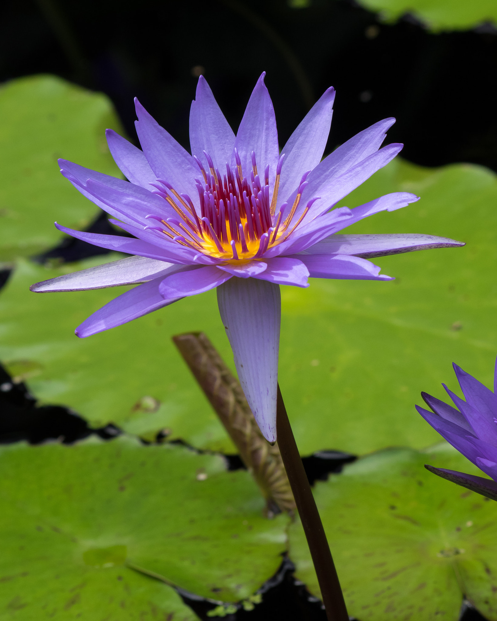 Olympus Zuiko Digital ED 70-300mm F4.0-5.6 sample photo. Water lily photography