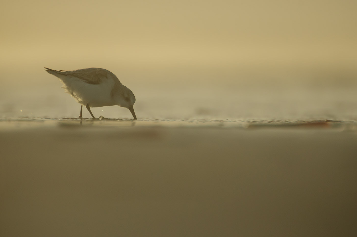 Sigma 135-400mm F4.5-5.6 APO Aspherical sample photo. Golden sanderling (calidris alba) photography