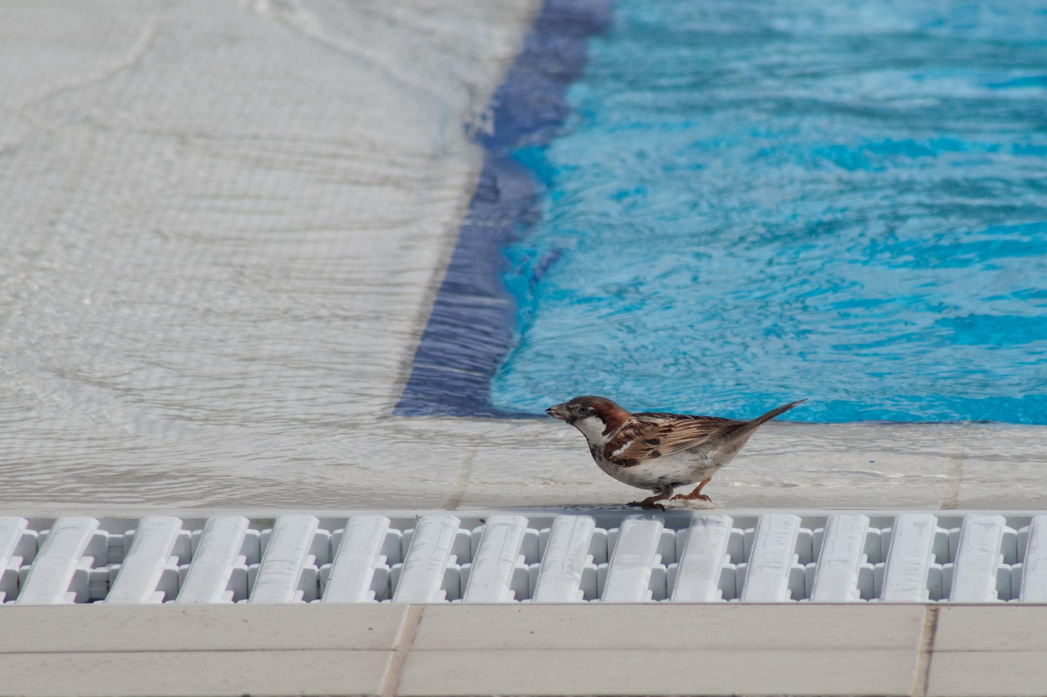 Canon EF 75-300mm f/4-5.6 USM sample photo. Saprrow photography