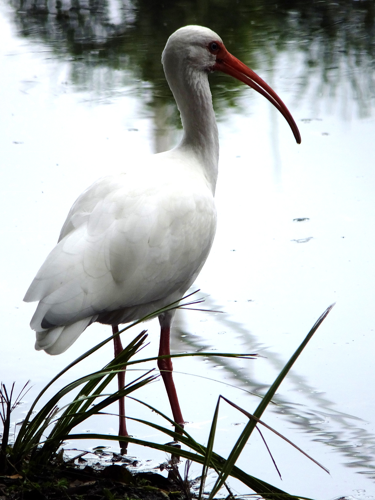 Fujifilm FinePix F850EXR sample photo. White ibis. eudocimus albus. photography