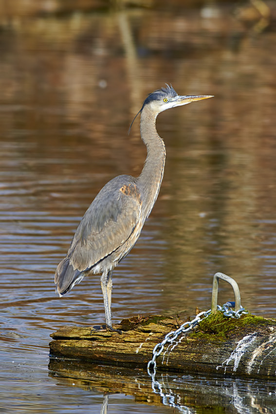 Canon EF 600mm F4L IS USM sample photo. Img photography