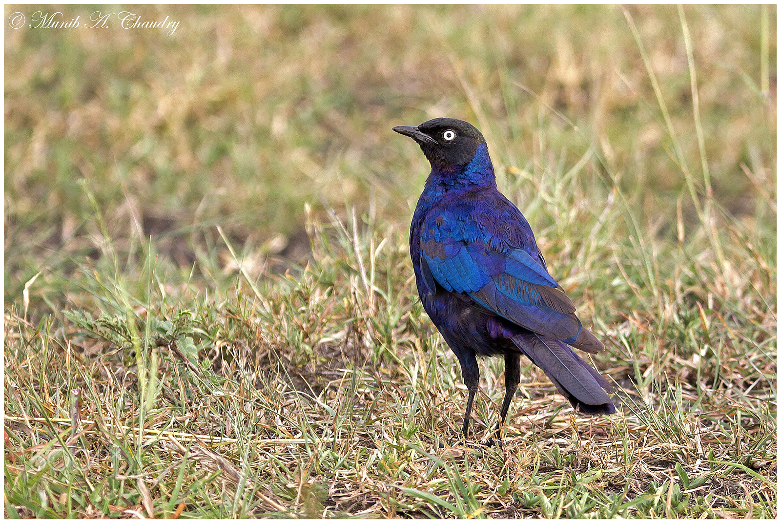 Canon EF 200-400mm F4L IS USM Extender 1.4x sample photo. The blue beauty! photography