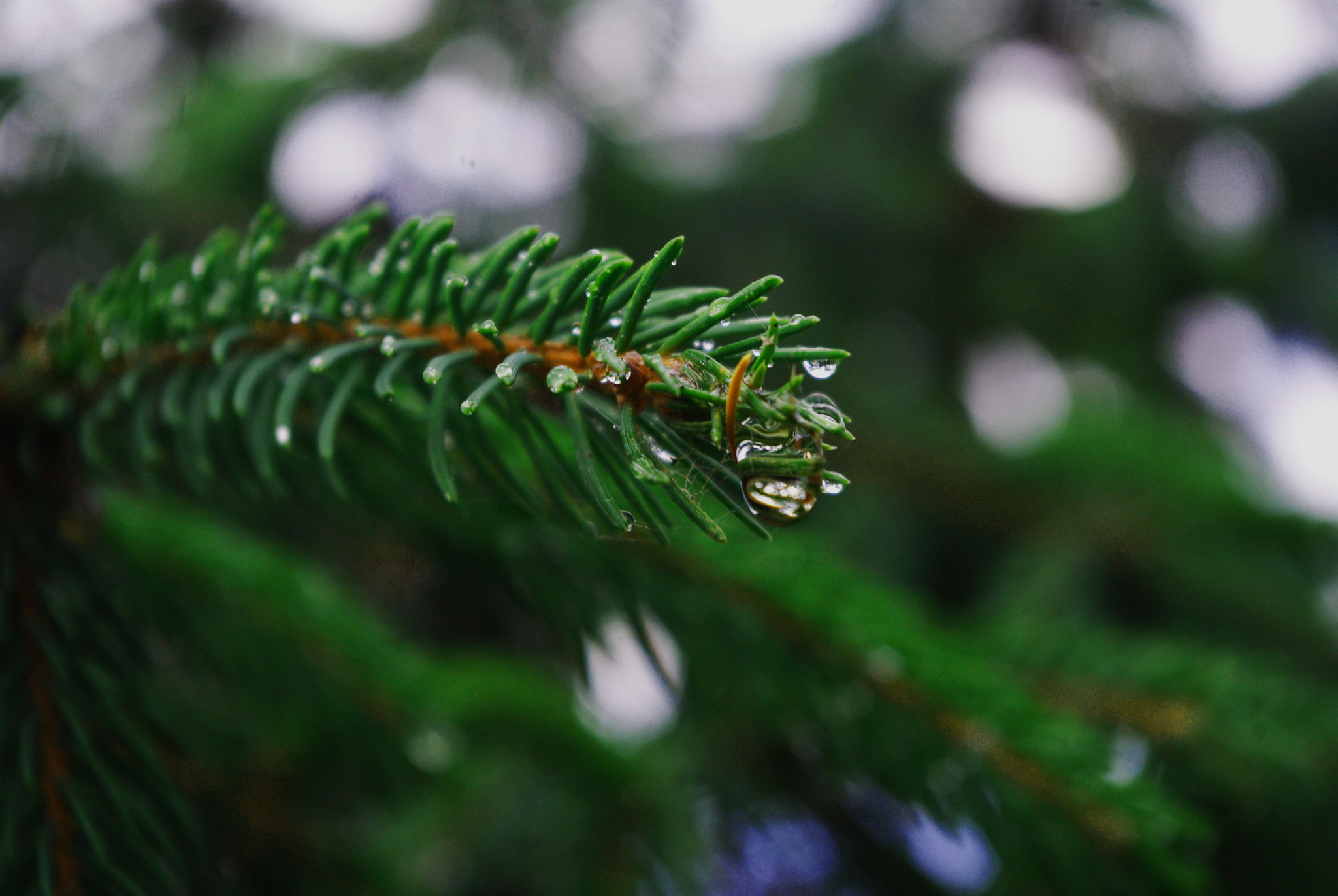 Pentax K-m (K2000) + smc PENTAX-DA L 18-55mm F3.5-5.6 sample photo. #3 photography