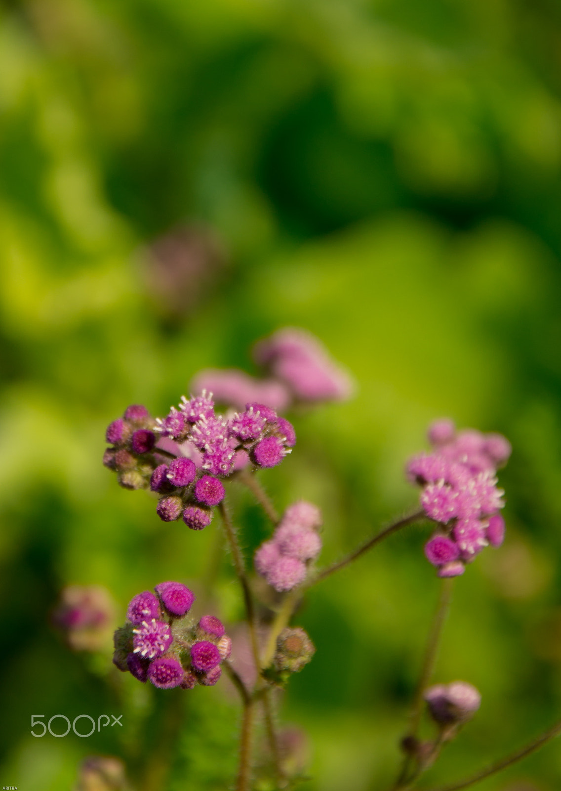 Pentax K-5 IIs sample photo. Orchid photography