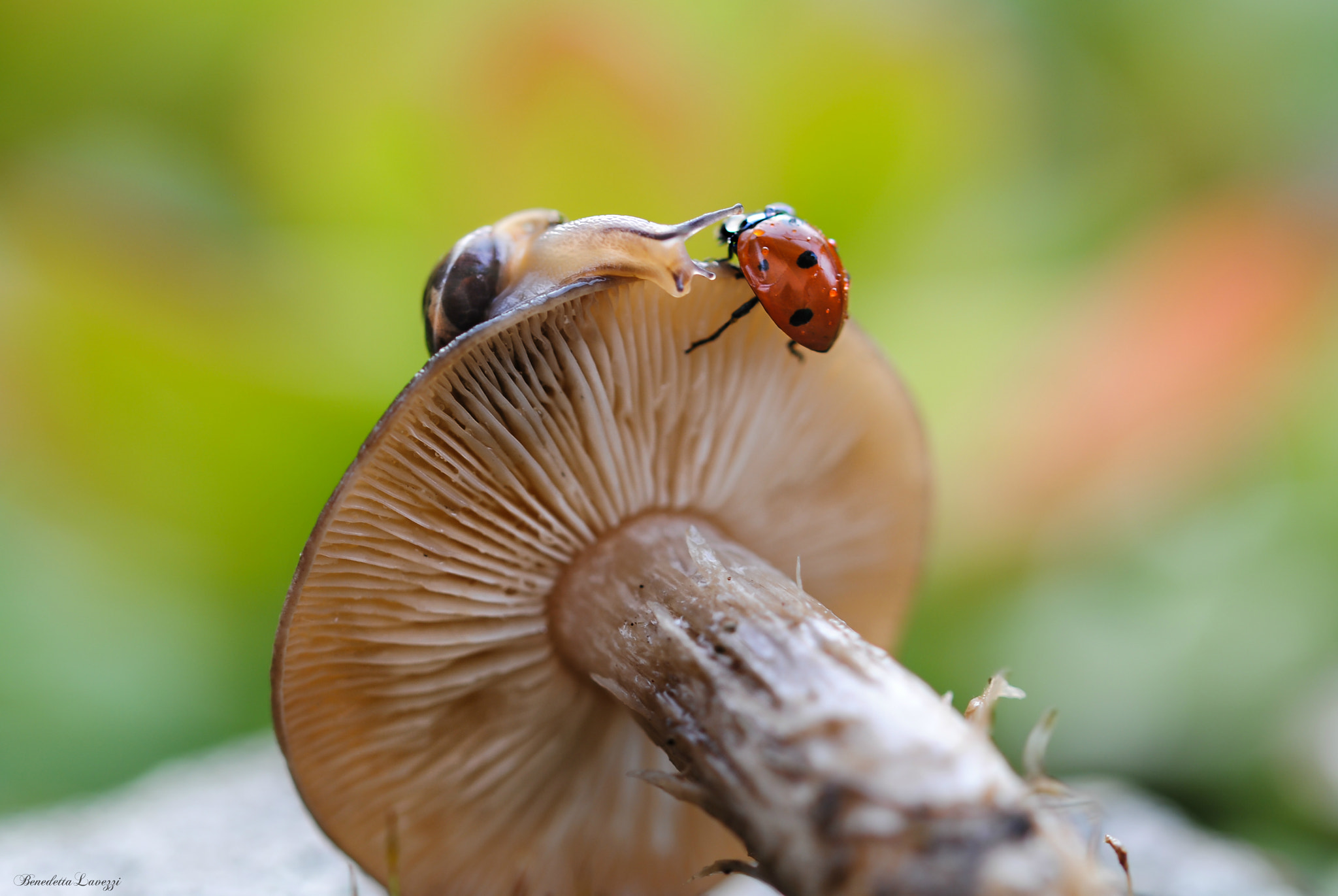 Sigma 105mm F2.8 EX DG OS HSM sample photo. Meeting photography