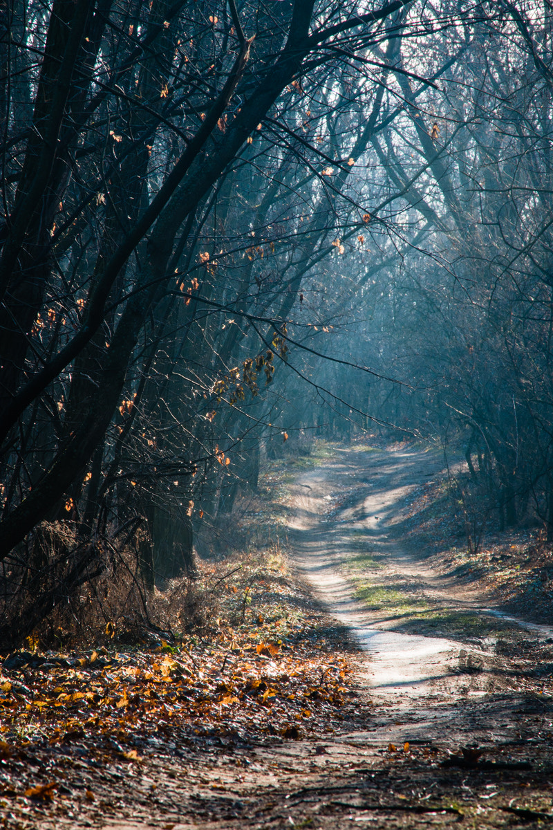 Canon EF 28-200mm F3.5-5.6 USM sample photo. The road in the autumn wood photography