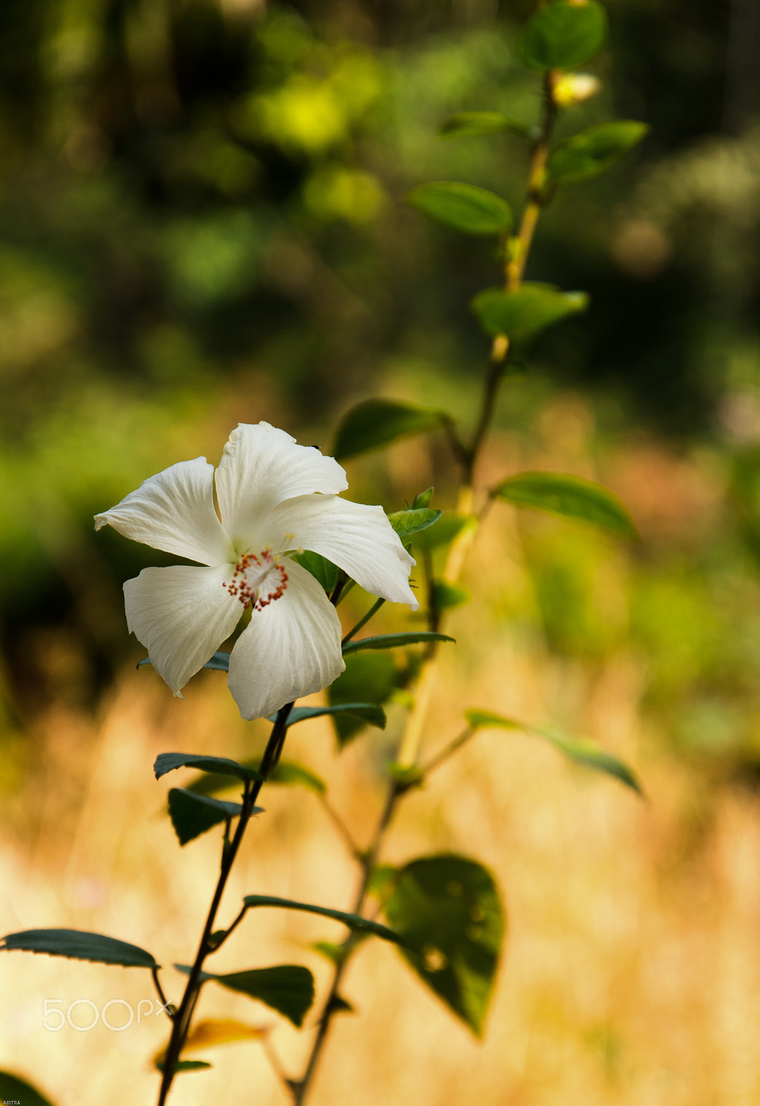 Pentax K-5 IIs sample photo. The sole survivor photography