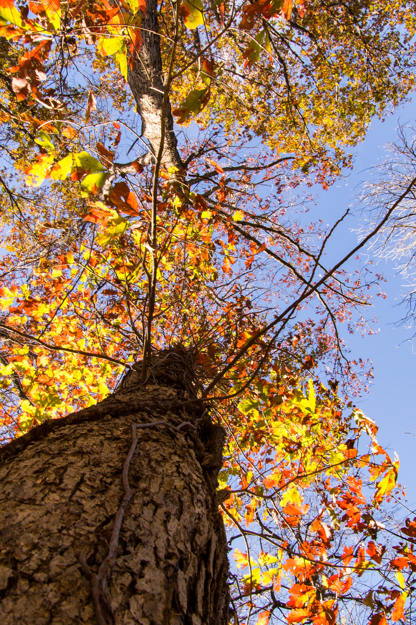 Sigma 18-50mm f/2.8 Macro sample photo. Fall colors photography