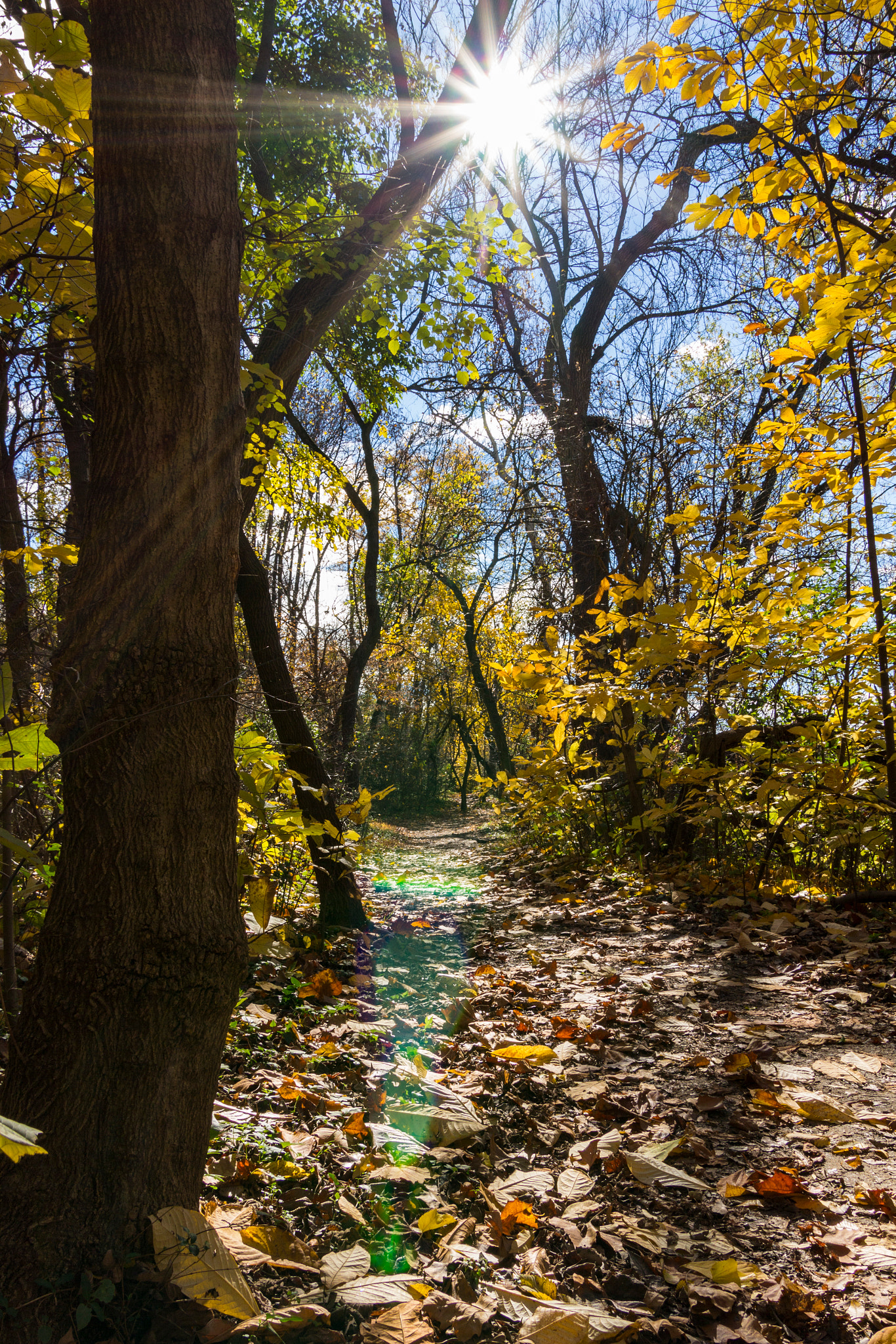 Sigma 18-50mm f/2.8 Macro sample photo. Fall trails photography