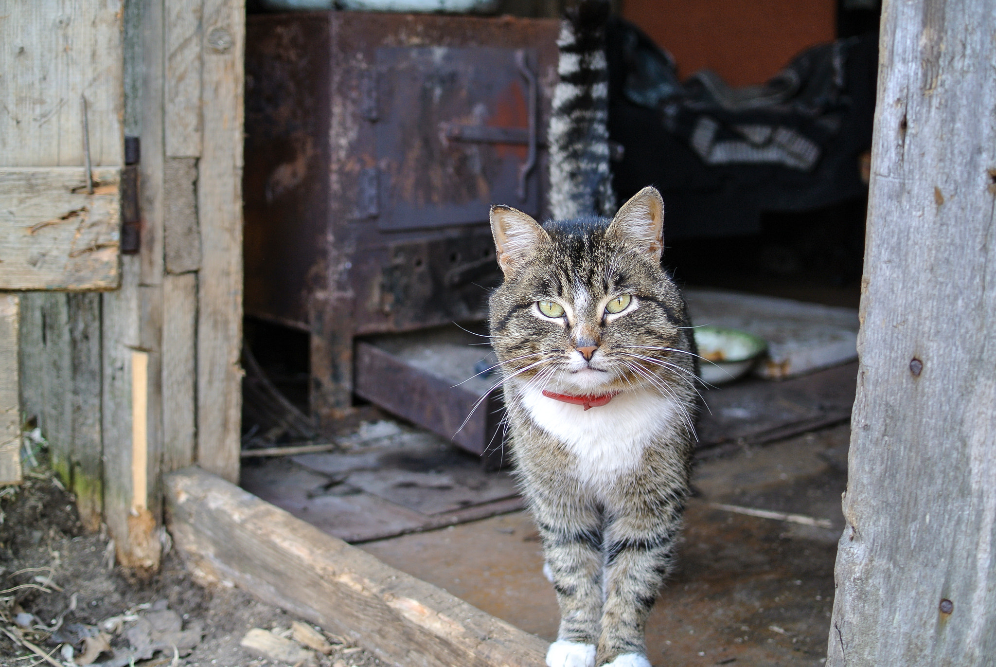 Nikon 1 Nikkor 18.5mm F1.8 sample photo. Суровый взгляд (a stern look) photography
