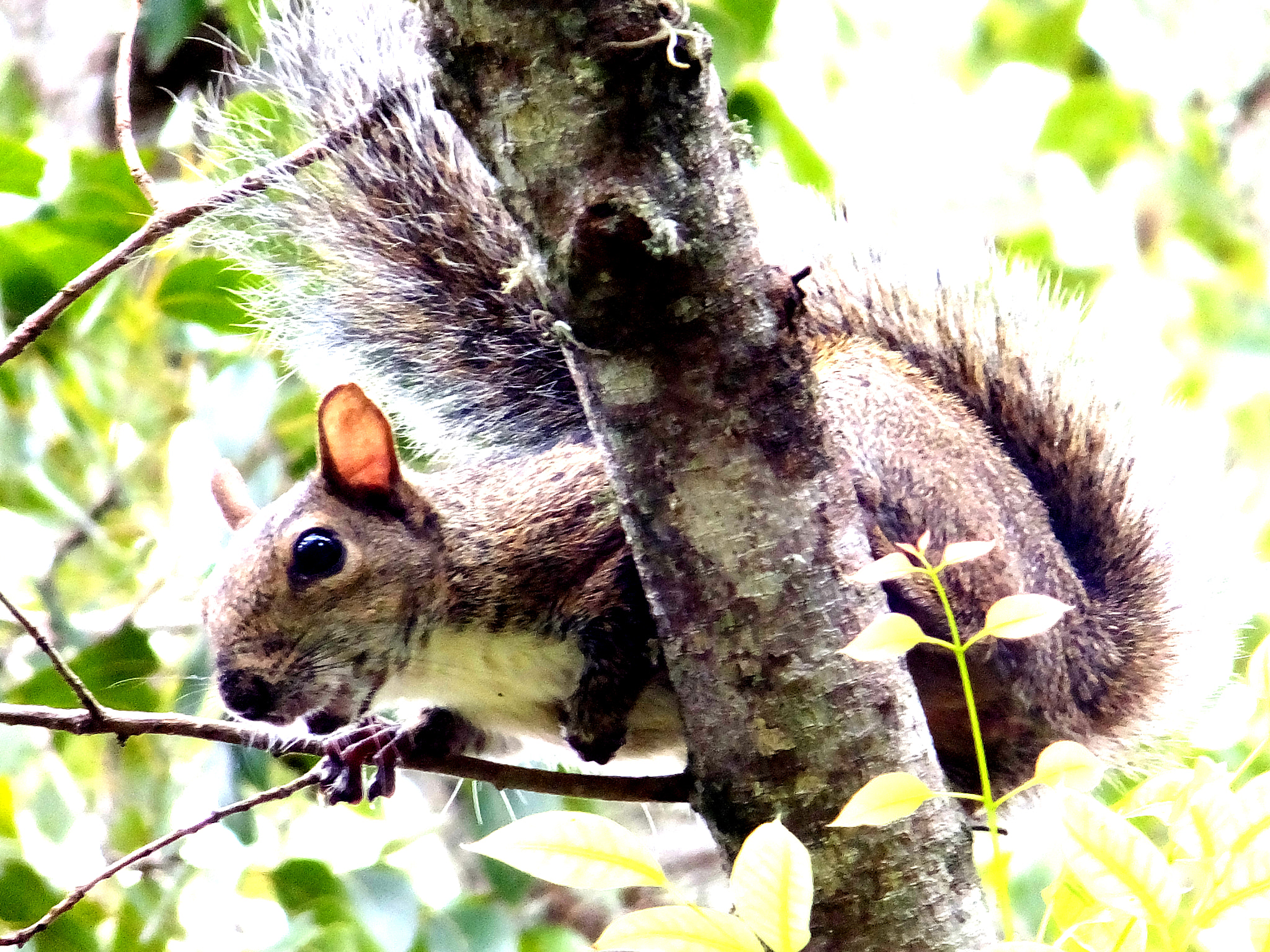 Fujifilm FinePix F850EXR sample photo. Squirrel photography