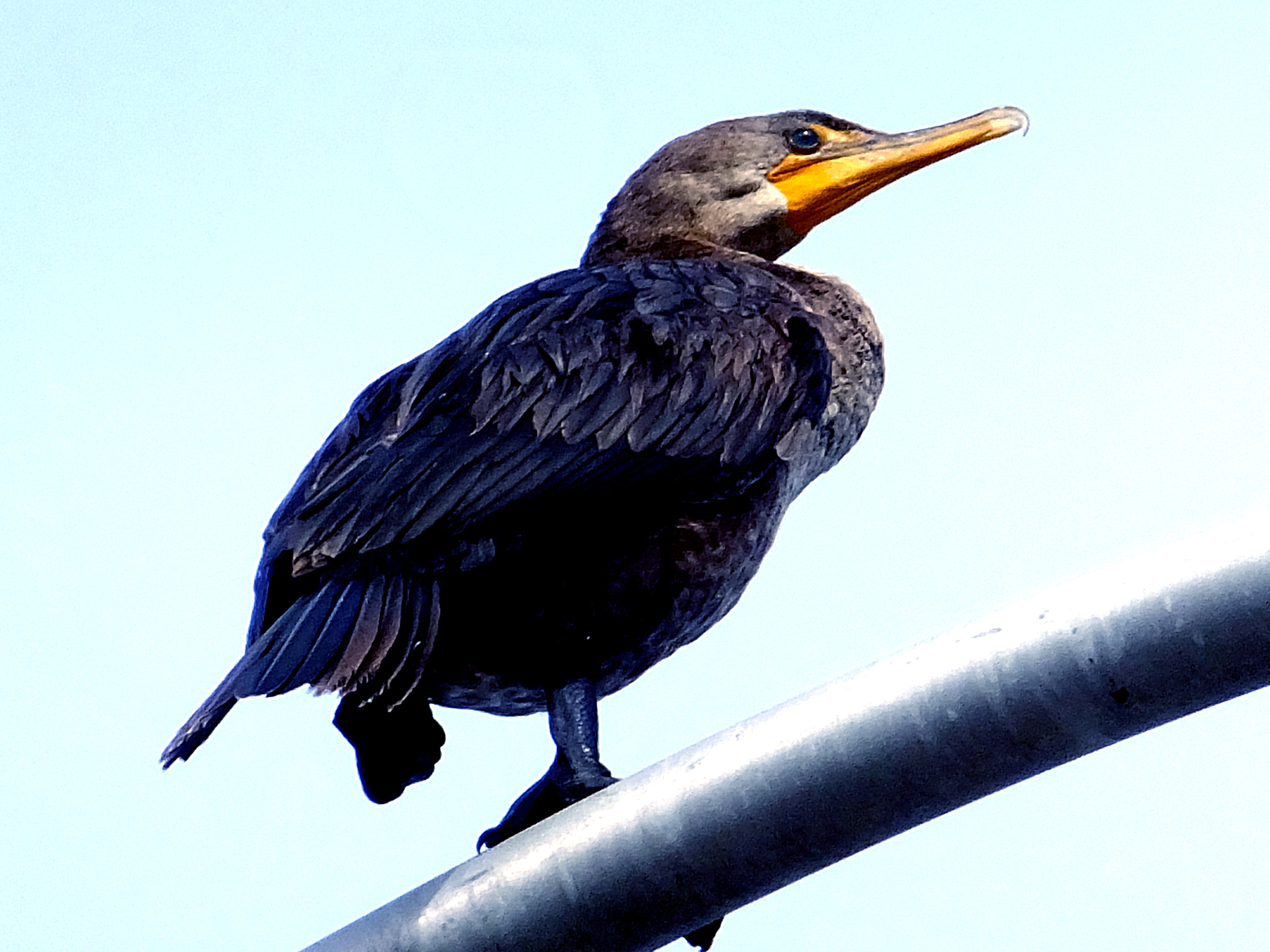 Fujifilm FinePix F850EXR sample photo. American anhinga photography