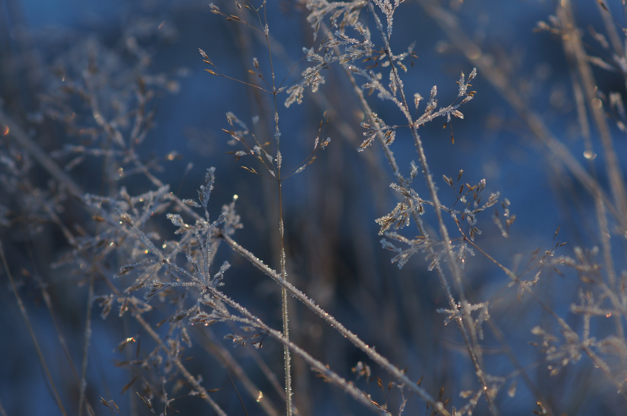 Sony Alpha DSLR-A580 + Sony 100mm F2.8 Macro sample photo. Заморозки photography