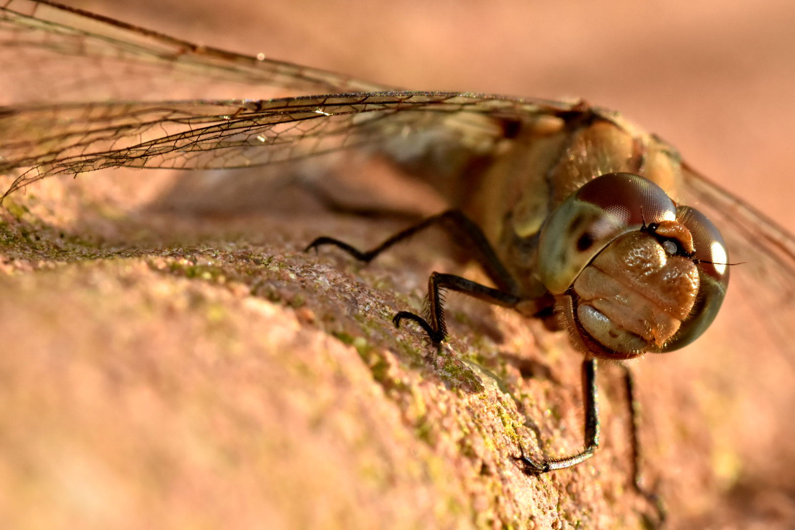 Nikon D7200 + Sigma 105mm F2.8 EX DG Macro sample photo. Dragonfly photography