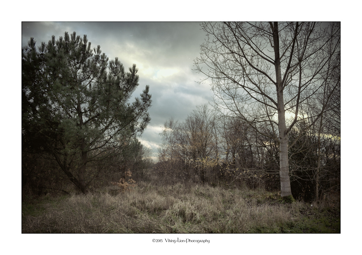 ZEISS Distagon T* 28mm F2 sample photo. Flemish fields ii photography