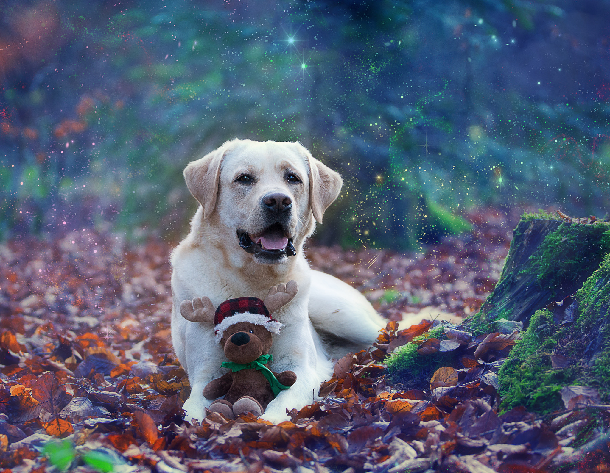 Sony SLT-A77 + Tamron SP 70-200mm F2.8 Di VC USD sample photo. Labrador in magic xmas forest photography