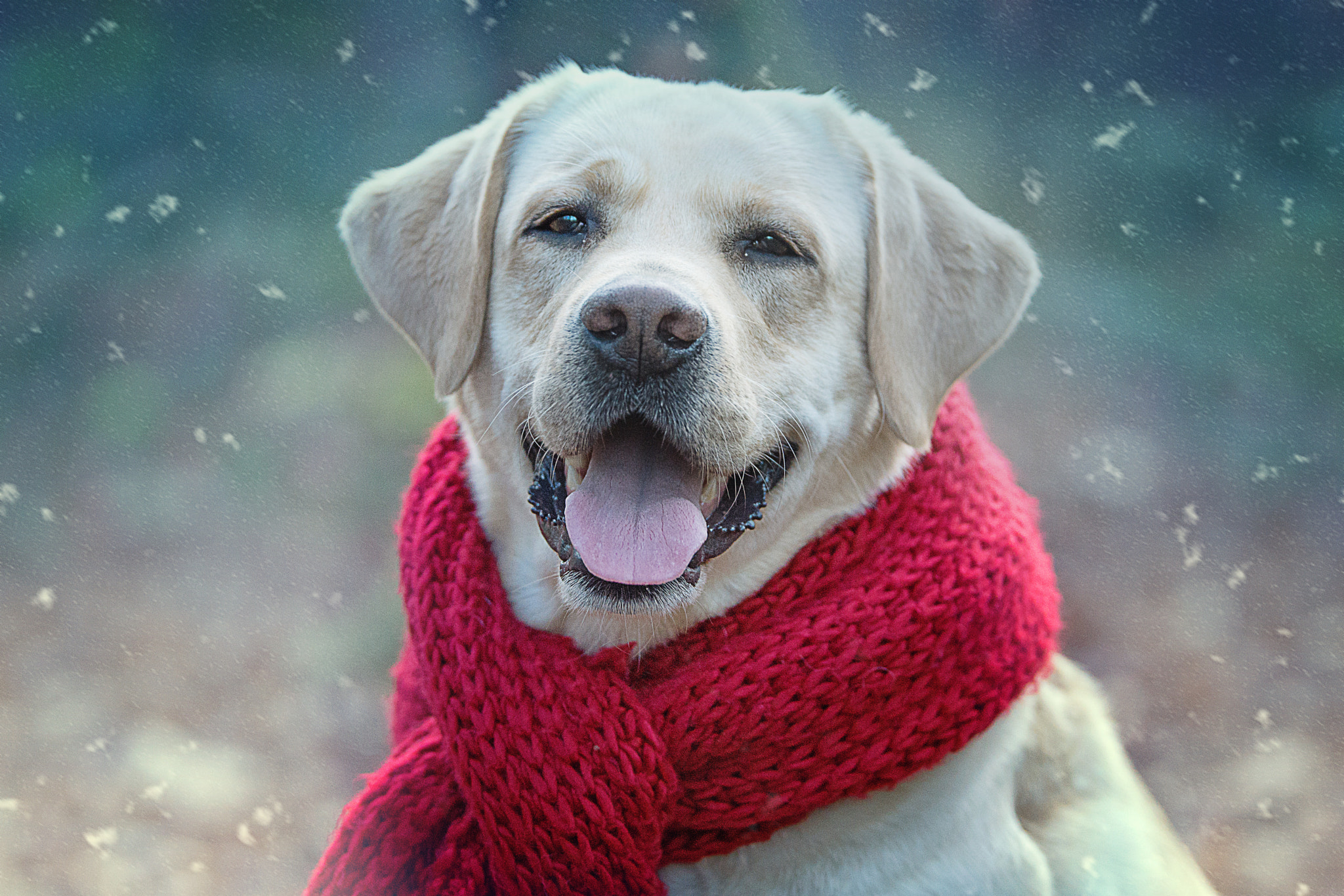 Sony SLT-A77 + Tamron SP 70-200mm F2.8 Di VC USD sample photo. Labrador in winter cltohes photography