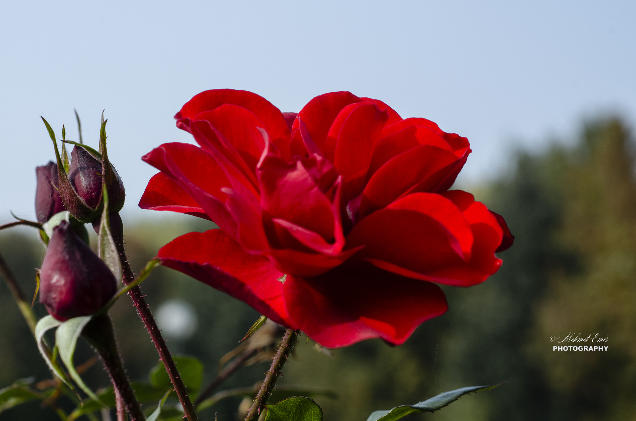 Nikon D5100 + Nikon AF Nikkor 50mm F1.8D sample photo. Kirmizi aŞk photography