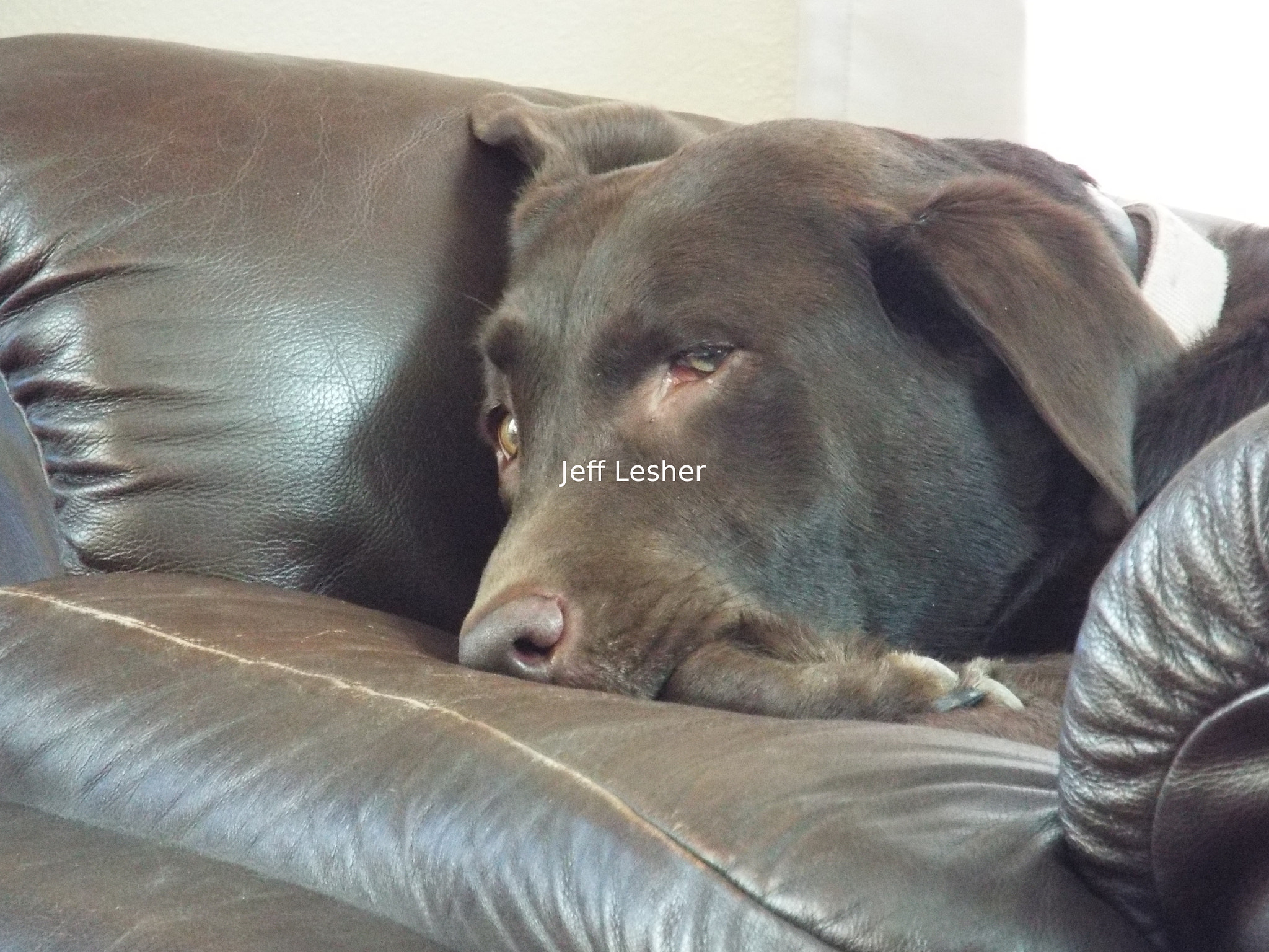 Fujifilm FinePix S8400W sample photo. Rosie photography