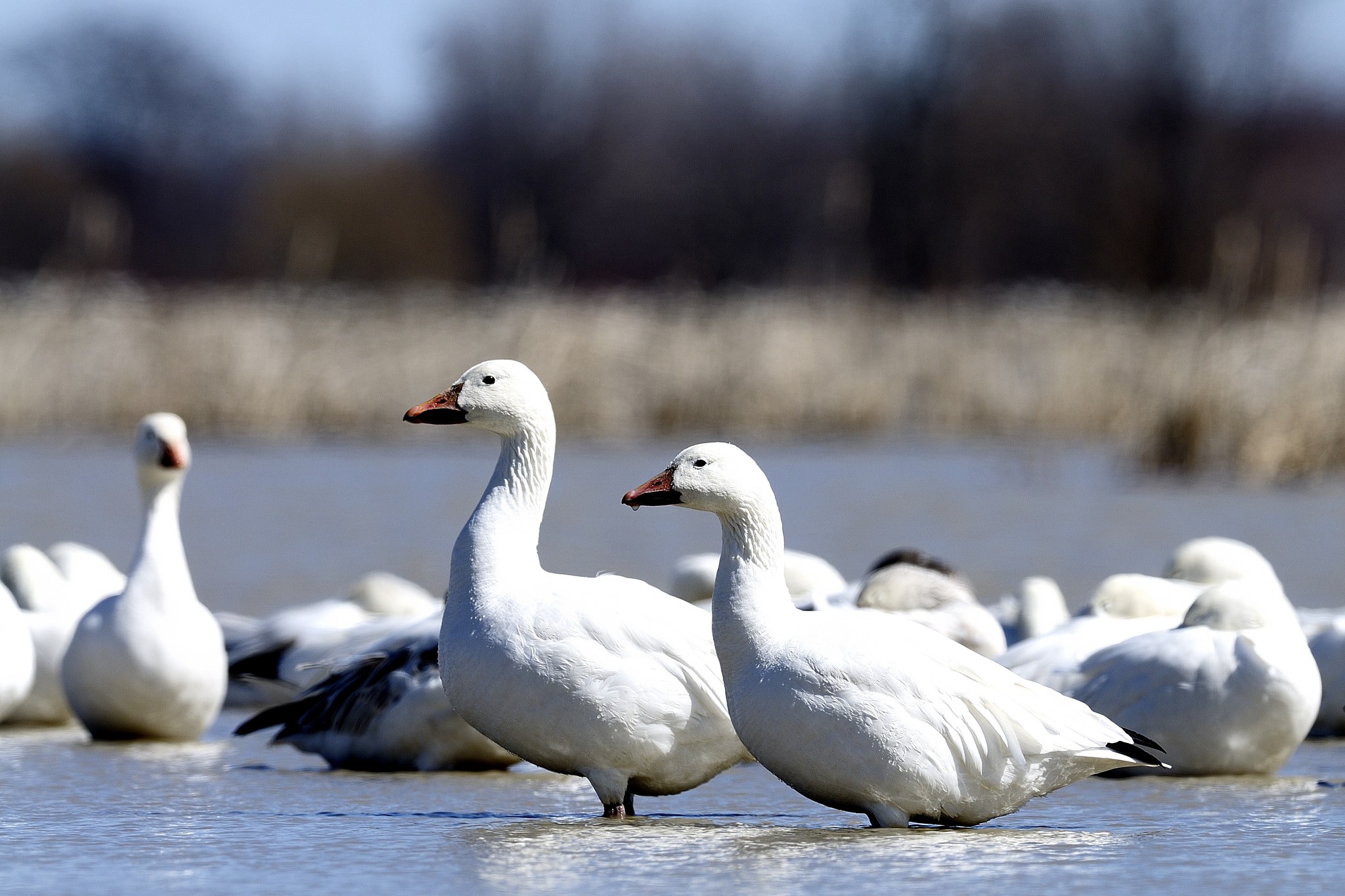 Nikon D300S + Nikon AF-S Nikkor 500mm F4G ED VR sample photo. Oie des neiges, chen caerulescens, snow goose photography