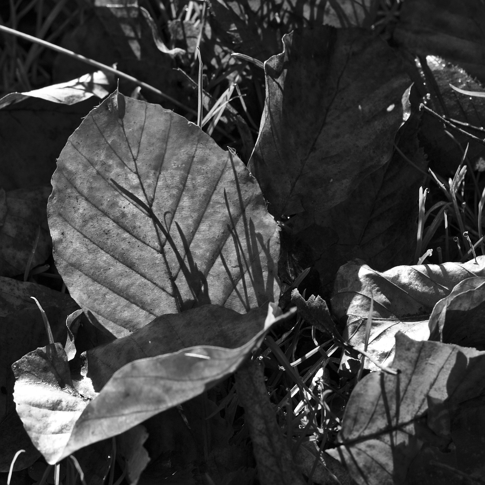 Canon EOS 50D + Canon EF 50mm F1.4 USM sample photo. Autumn leafes photography