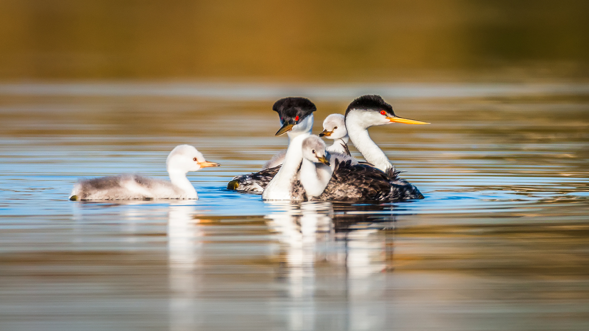 Canon EOS-1D Mark III + Canon EF 600mm f/4L IS sample photo. We are family! photography