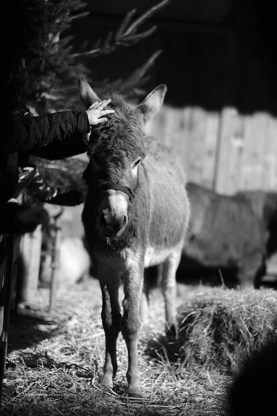 Fujifilm X-E1 + Fujifilm XF 56mm F1.2 R sample photo. Indifferent donkey photography