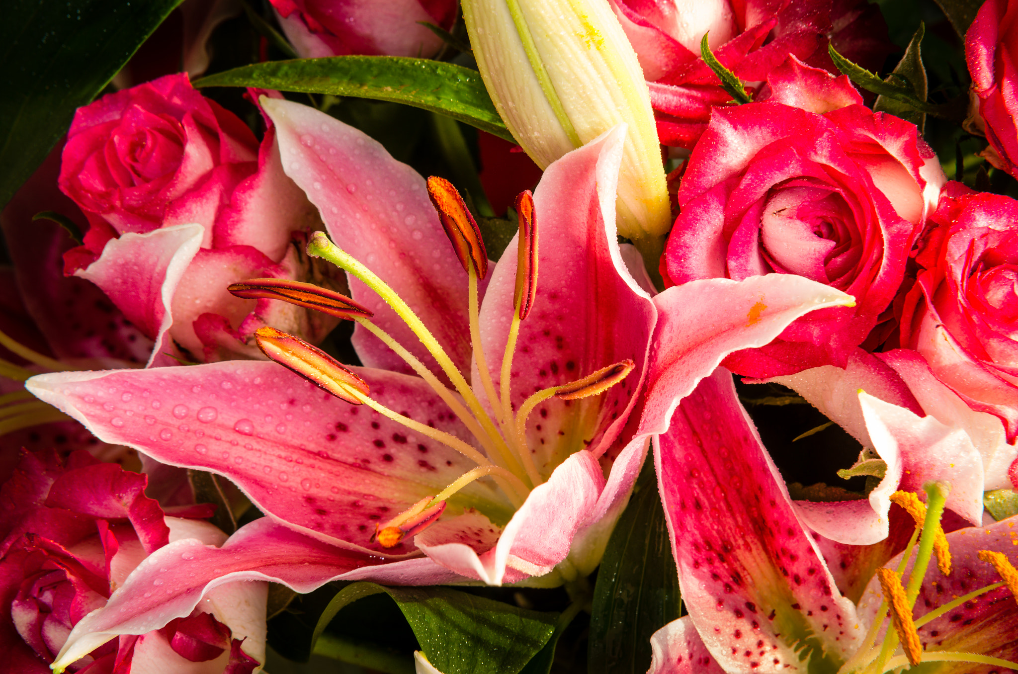 Sigma 70-200mm F2.8 EX DG Macro HSM II sample photo. Precious lily photography