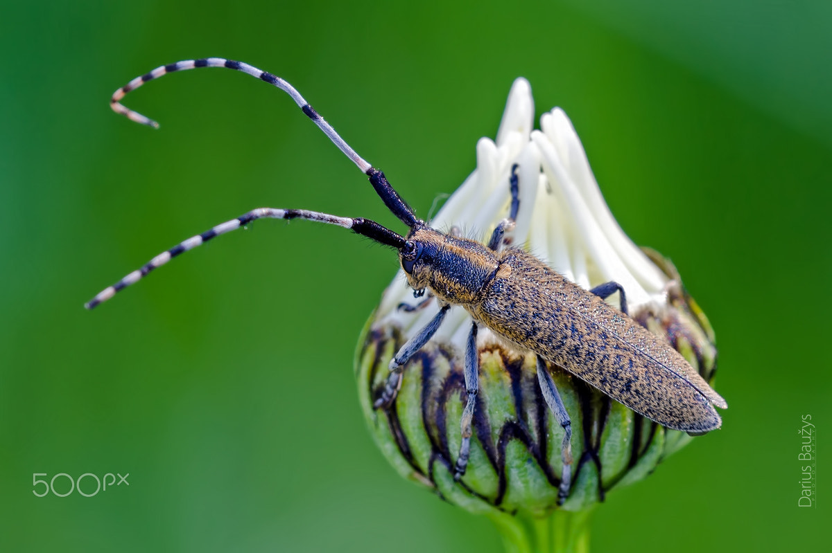 Sigma 150mm F2.8 EX DG OS Macro HSM sample photo. Beetle photography