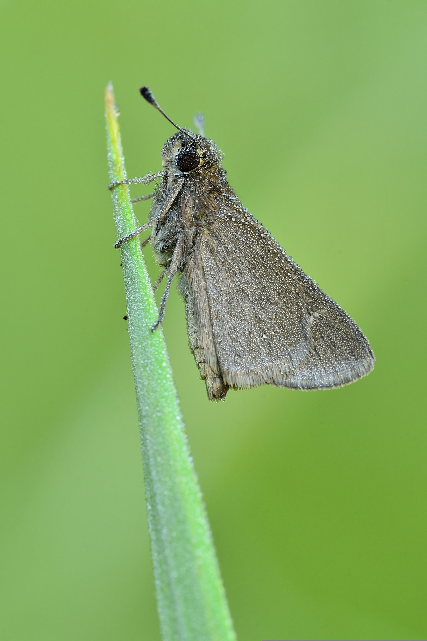 Nikon D600 + Nikon AF Micro-Nikkor 200mm F4D ED-IF sample photo. Mariposa photography