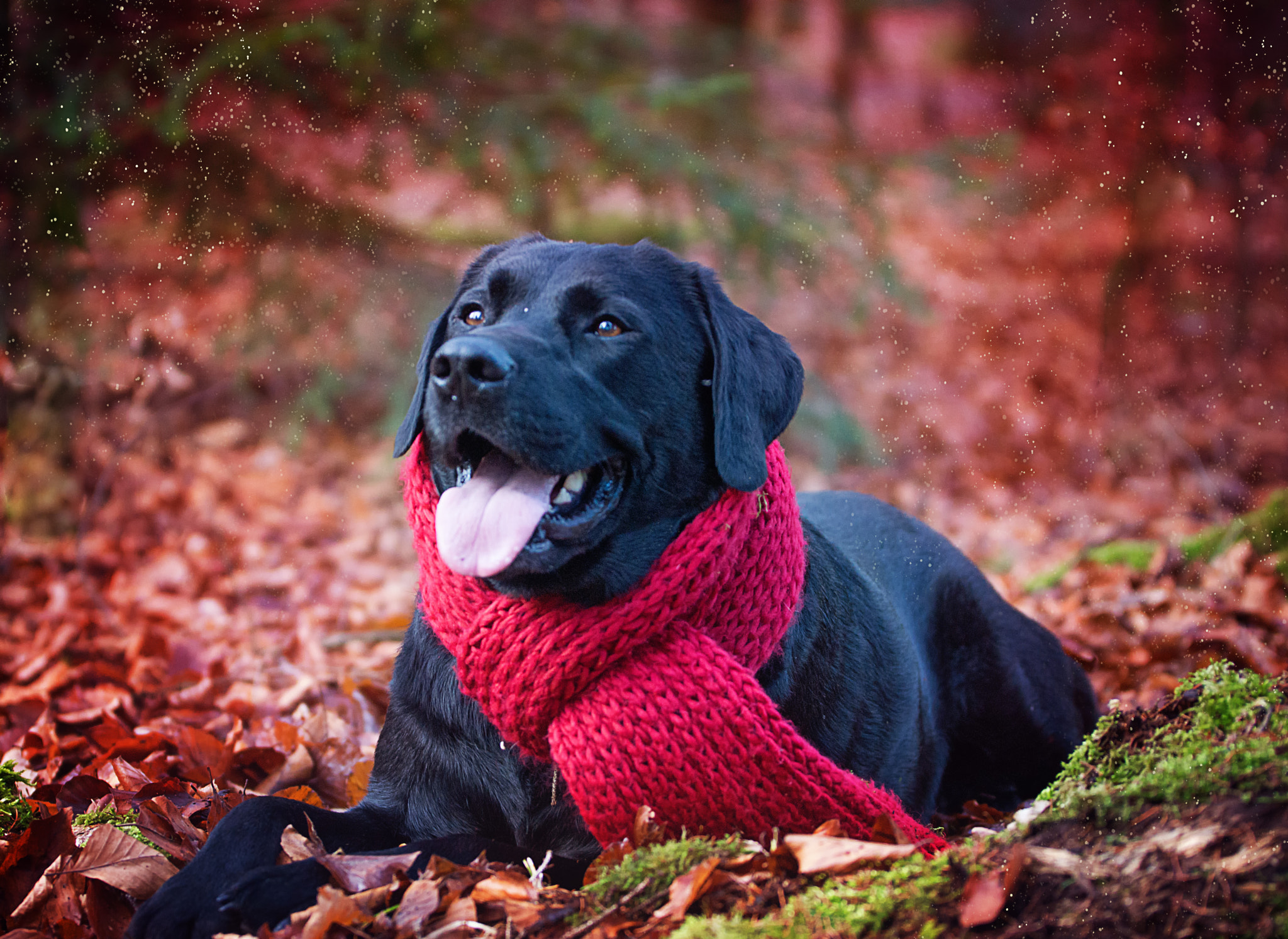 Sony SLT-A77 + Tamron SP 70-200mm F2.8 Di VC USD sample photo. Labrador ole in his winter dress photography