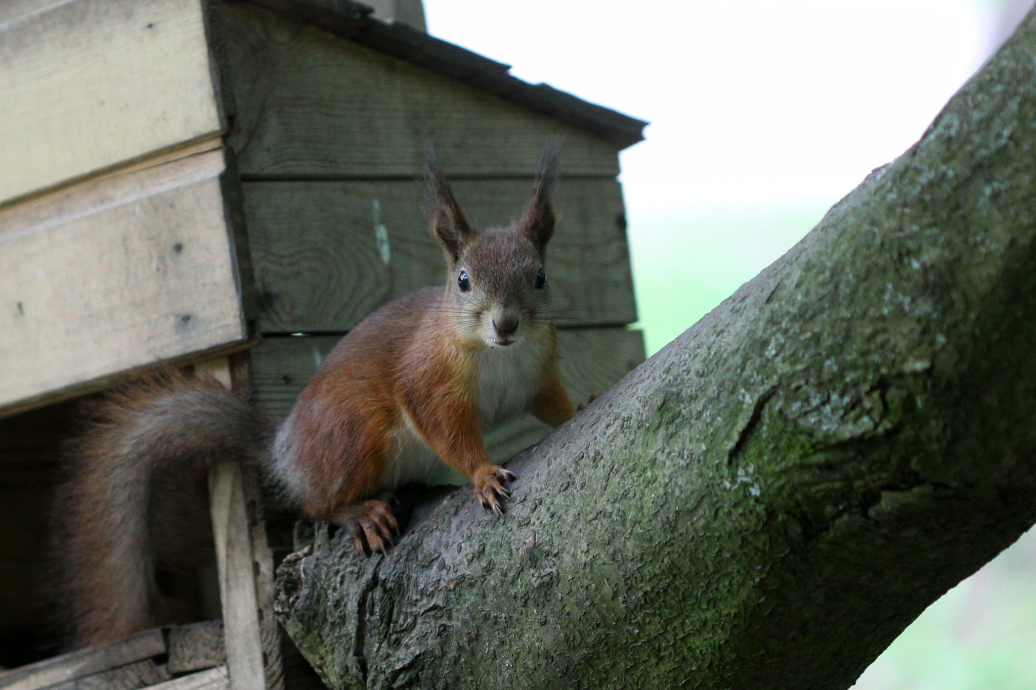 Canon EOS 50D + Canon EF 100mm F2.8 Macro USM sample photo. Squirrel photography